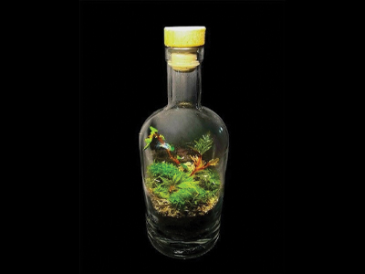 Bioactive Terrarium, July 20, 2026 6:00PM | Phipps Conservatory and ...