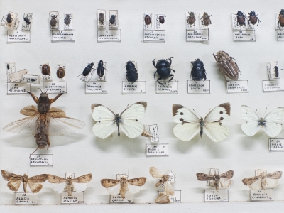 Insect Identification and Preservation, August 22, 2026 9:00AM | Phipps ...