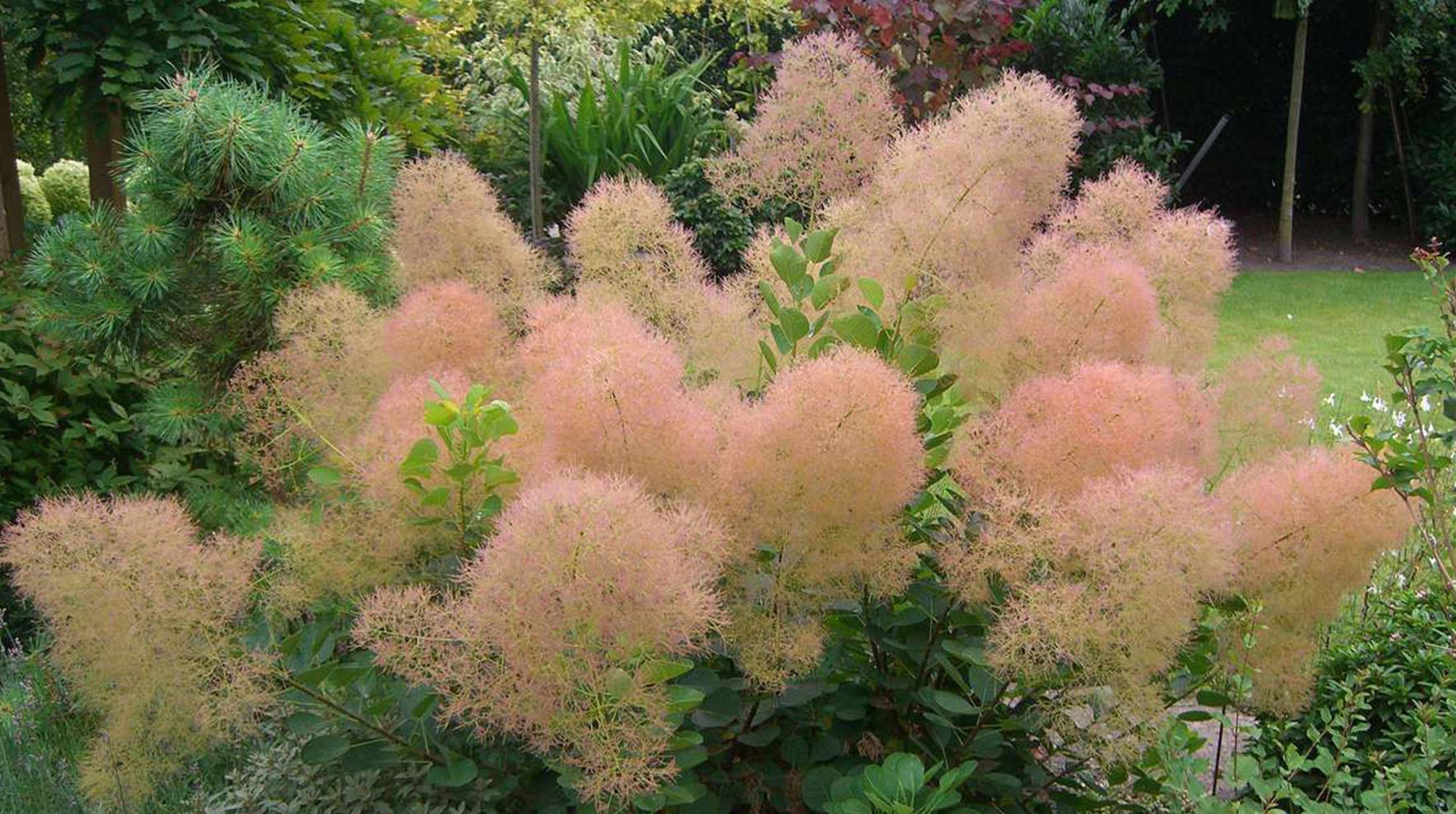 Скумпия Кожевенная Cotinus coggygria