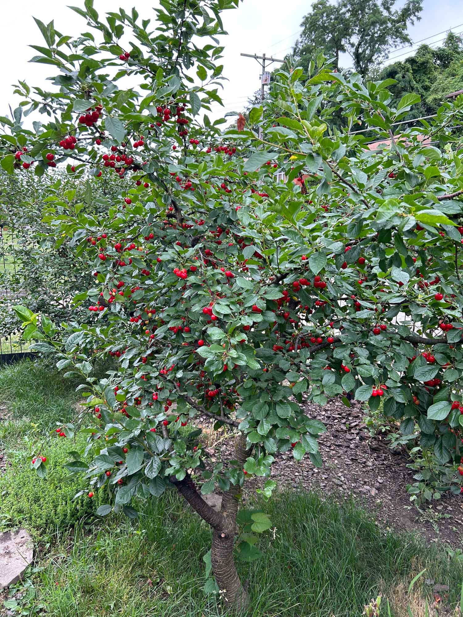 Sustainable Garden Gallery Sustainable Garden Gallery