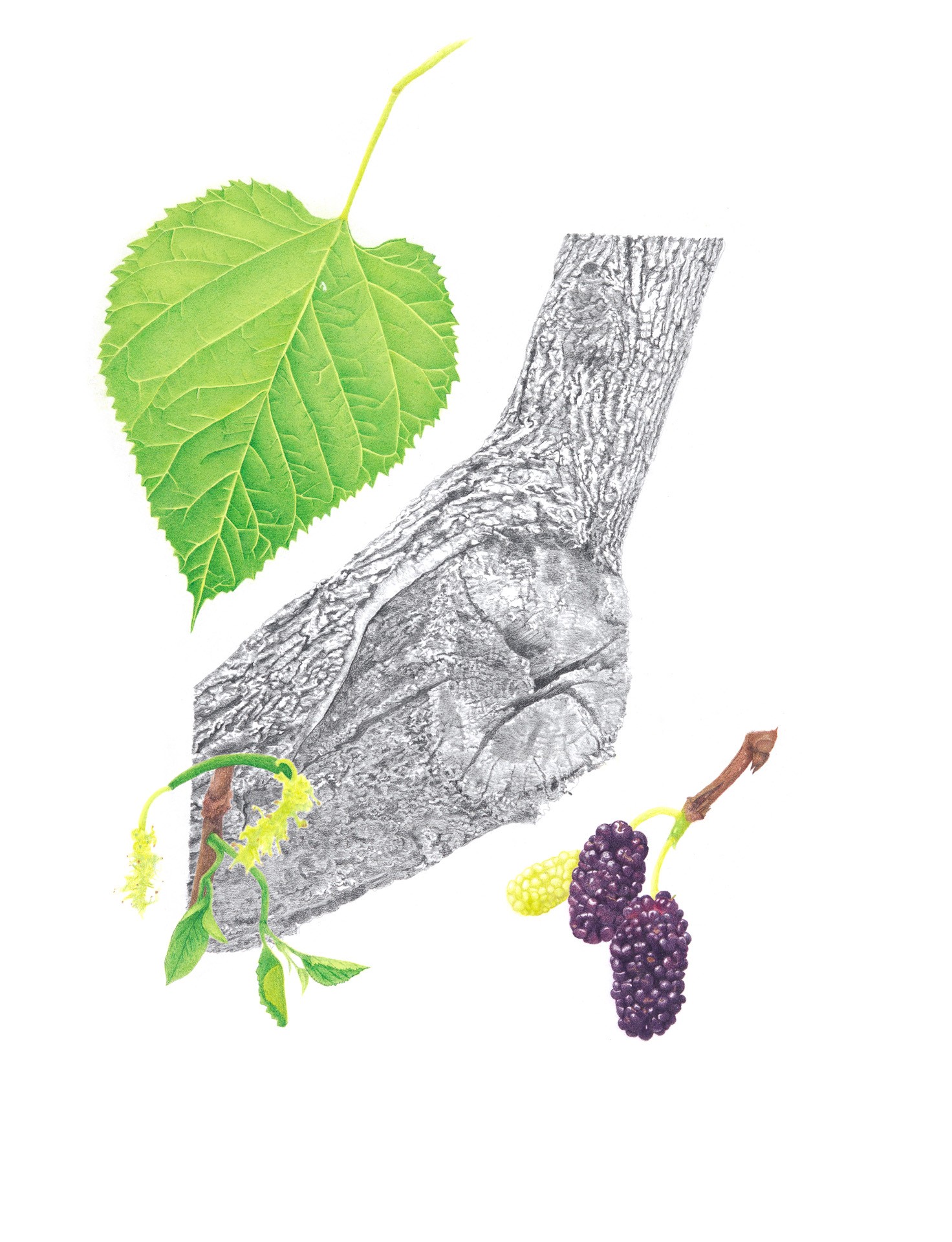 Red mulberry, Morus rubra, Gicleè print of colored pencil and graphite by Autumn Secrest