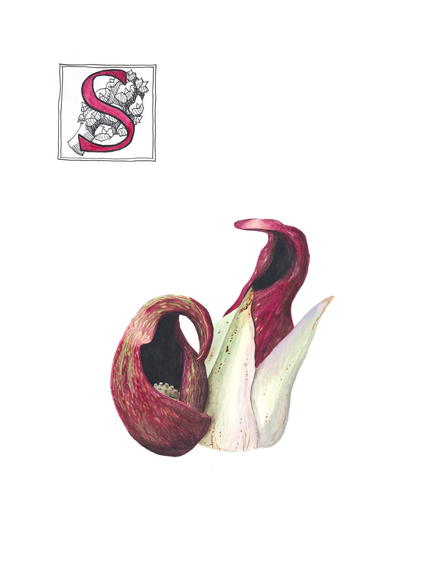 Skunk cabbage, Symplocarpus foetidus, Watercolor by Beth Skwarecki