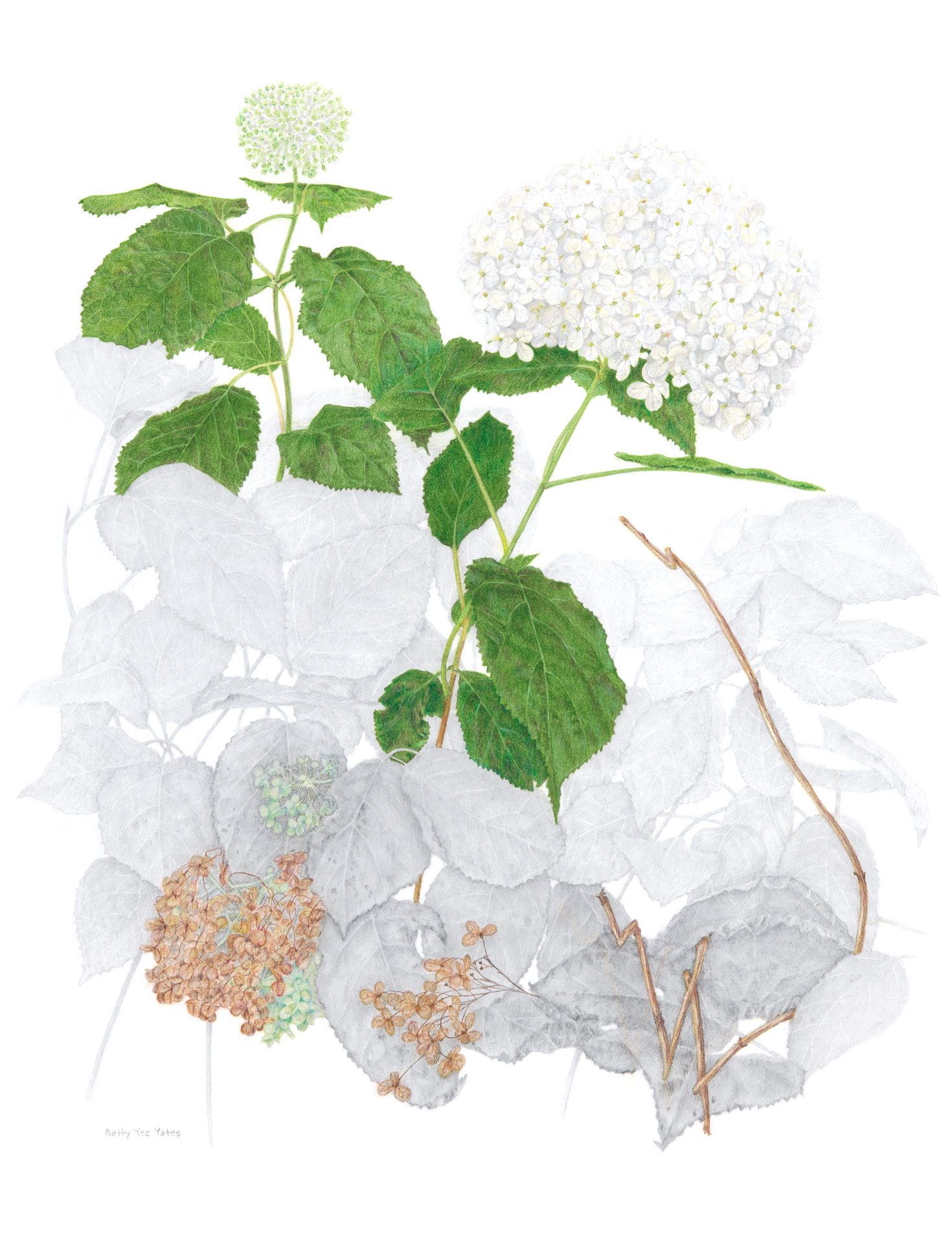 Wild hydrangea, Hydrangea arborescens, Colored pencil, graphite aquarelle and graphitint by Betty Yee Yates