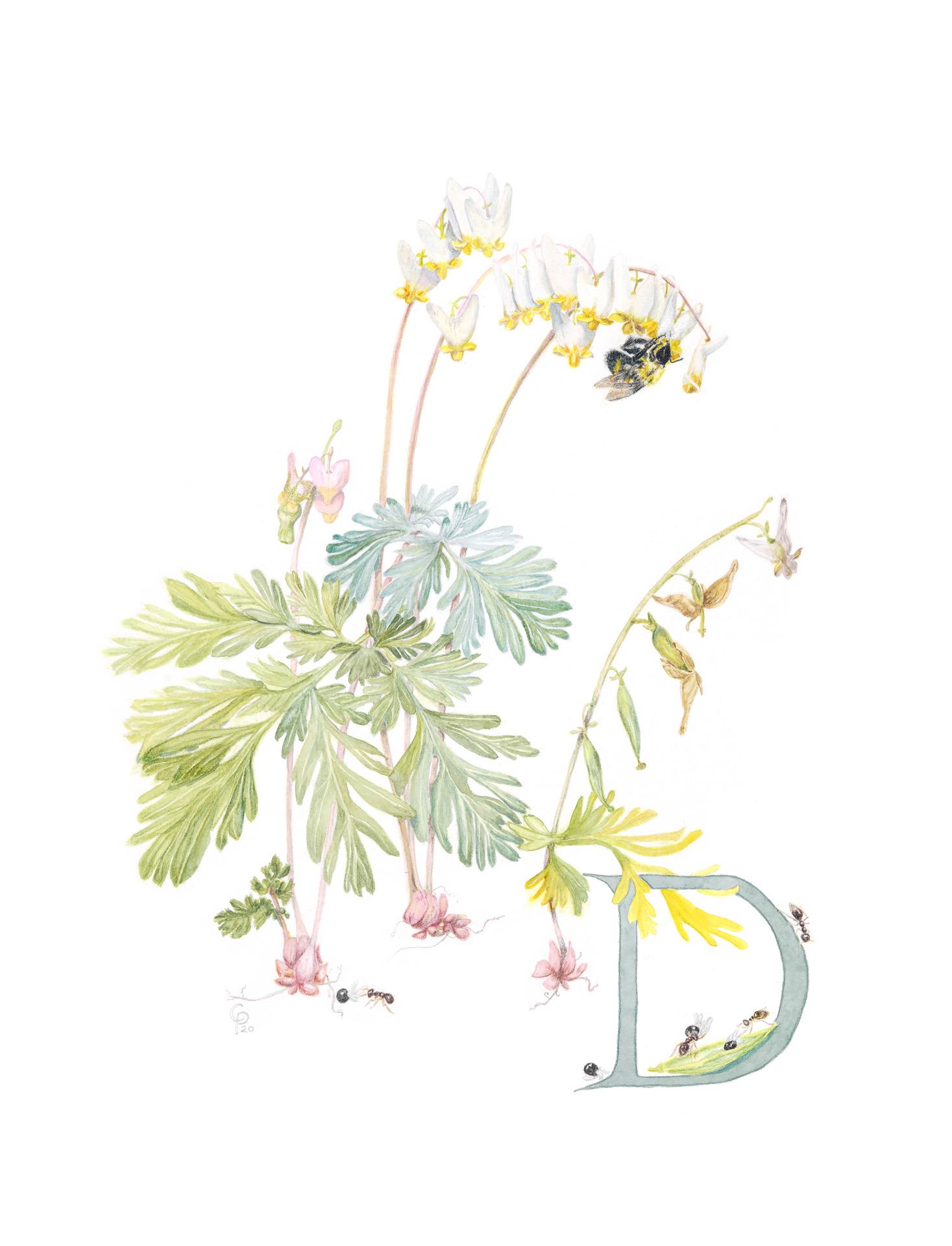 Dutchman's breeches, Dicentra cucullaria, Giclée print of watercolor and colored pencil by Catherine Park