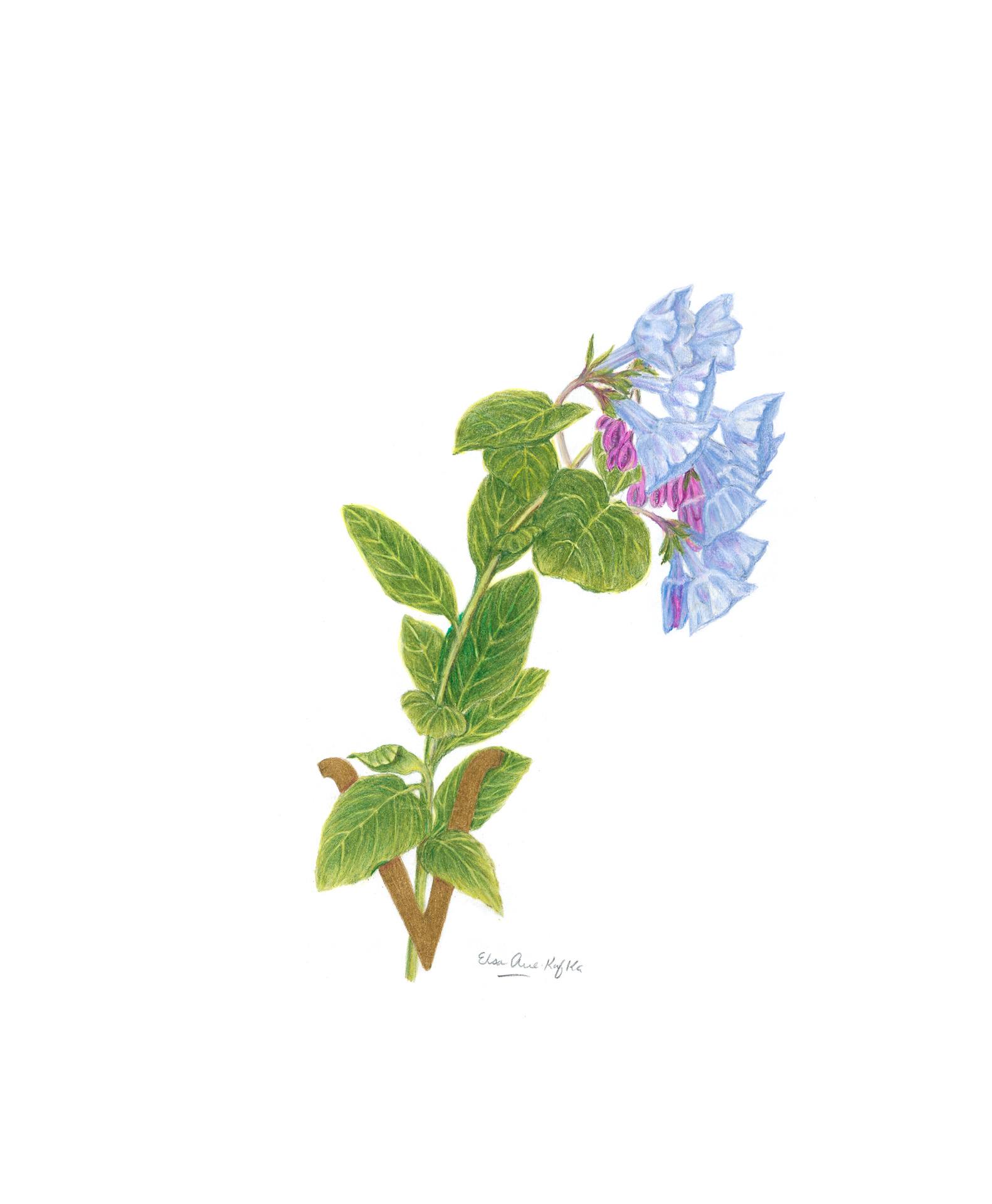 Virginia bluebells, Mertensia virginica, Watercolor and colored pencil by Elsa Arce