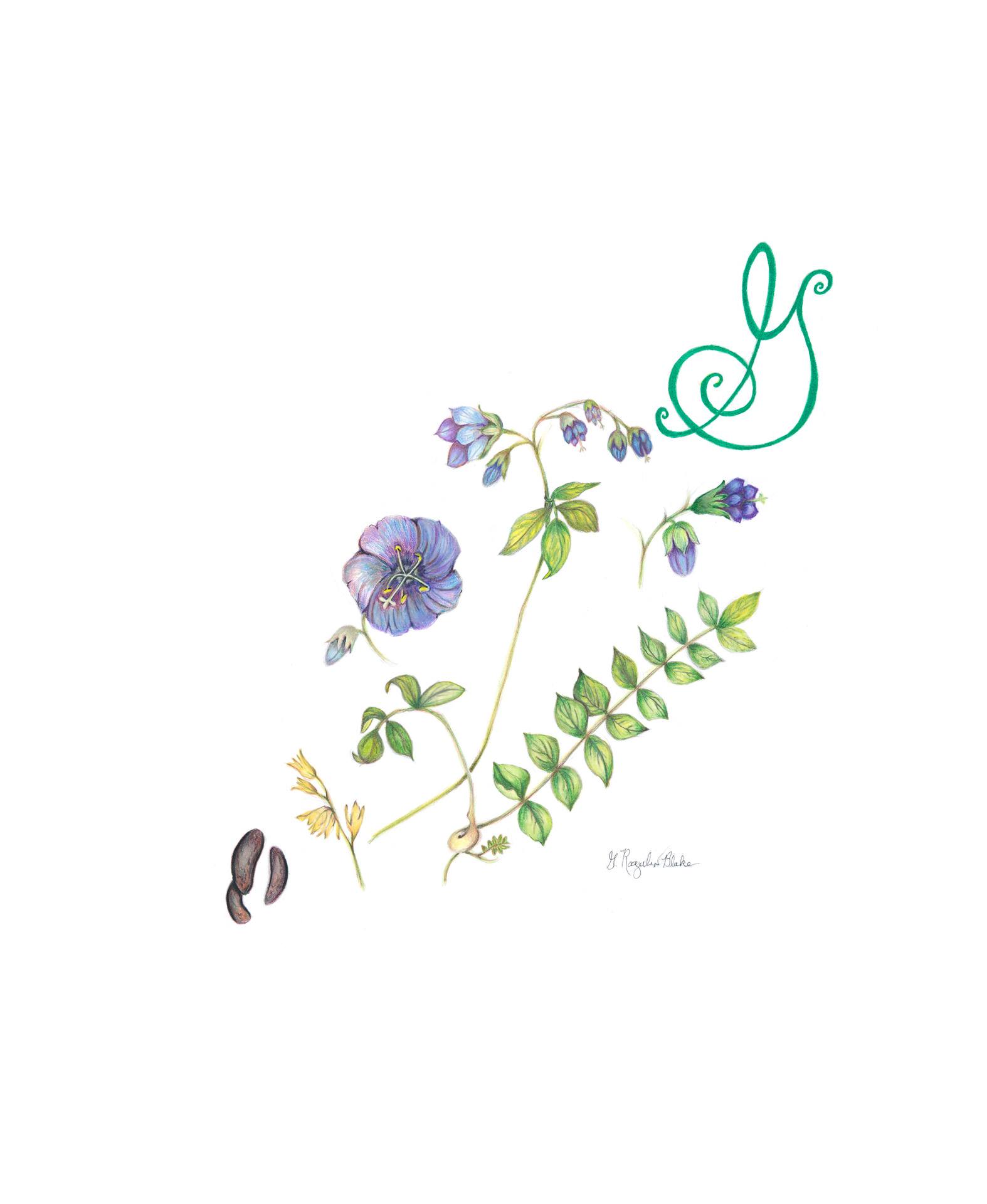 Greek valerian, Polemonium reptans, Colored pencil by Gloria Rogulin Blake