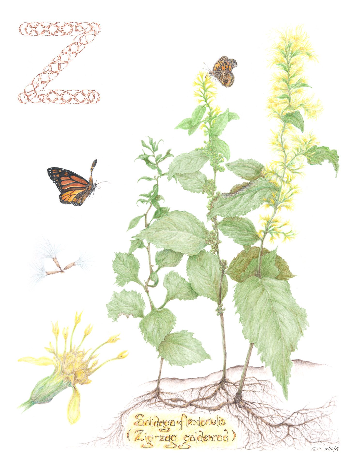 Zigzag goldenrod, Solidago flexicaulis, Colored pencil by Gordon McLean