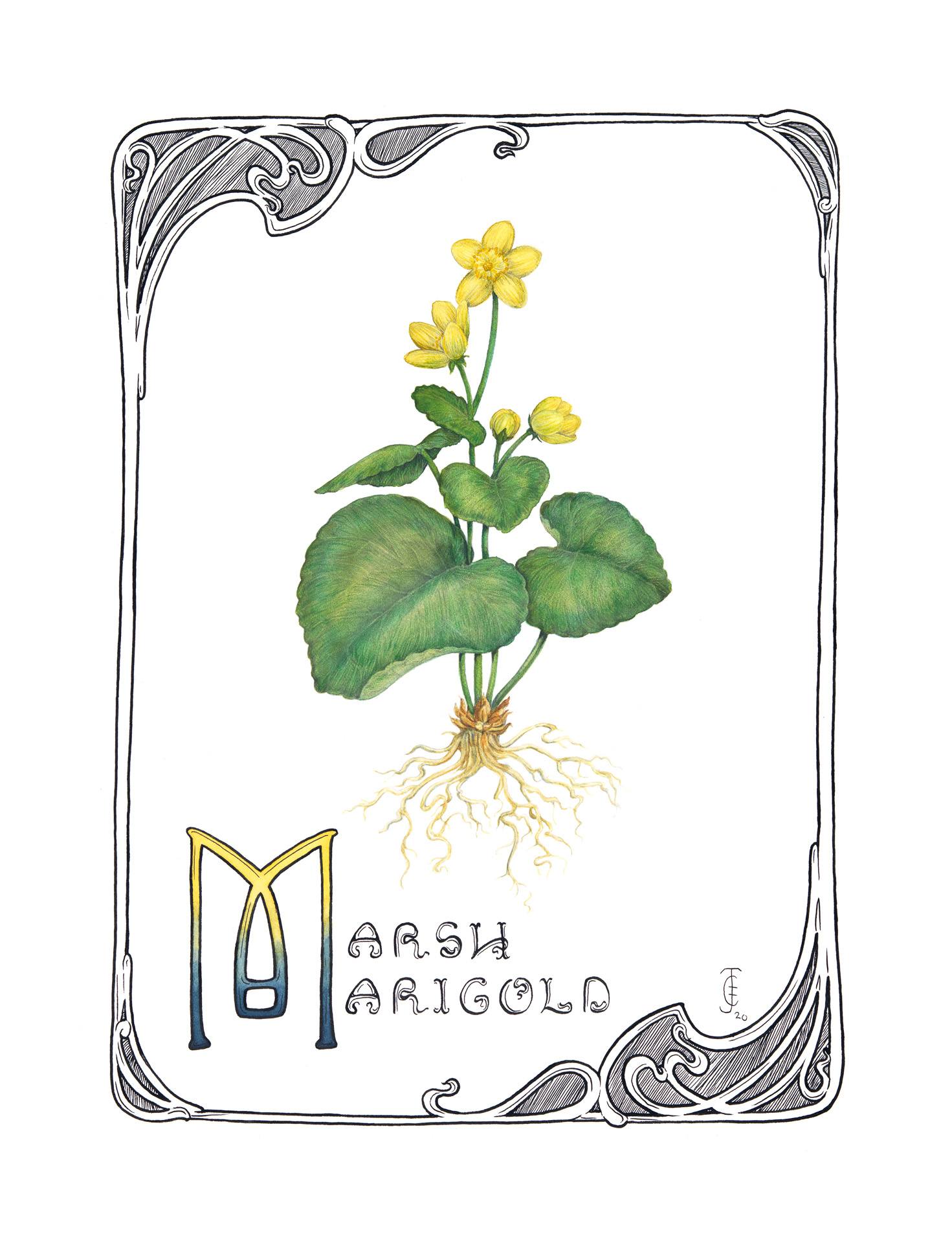 Marsh marigold, Caltha palustris, Watercolor, graphite and India ink by Jessi Cramer