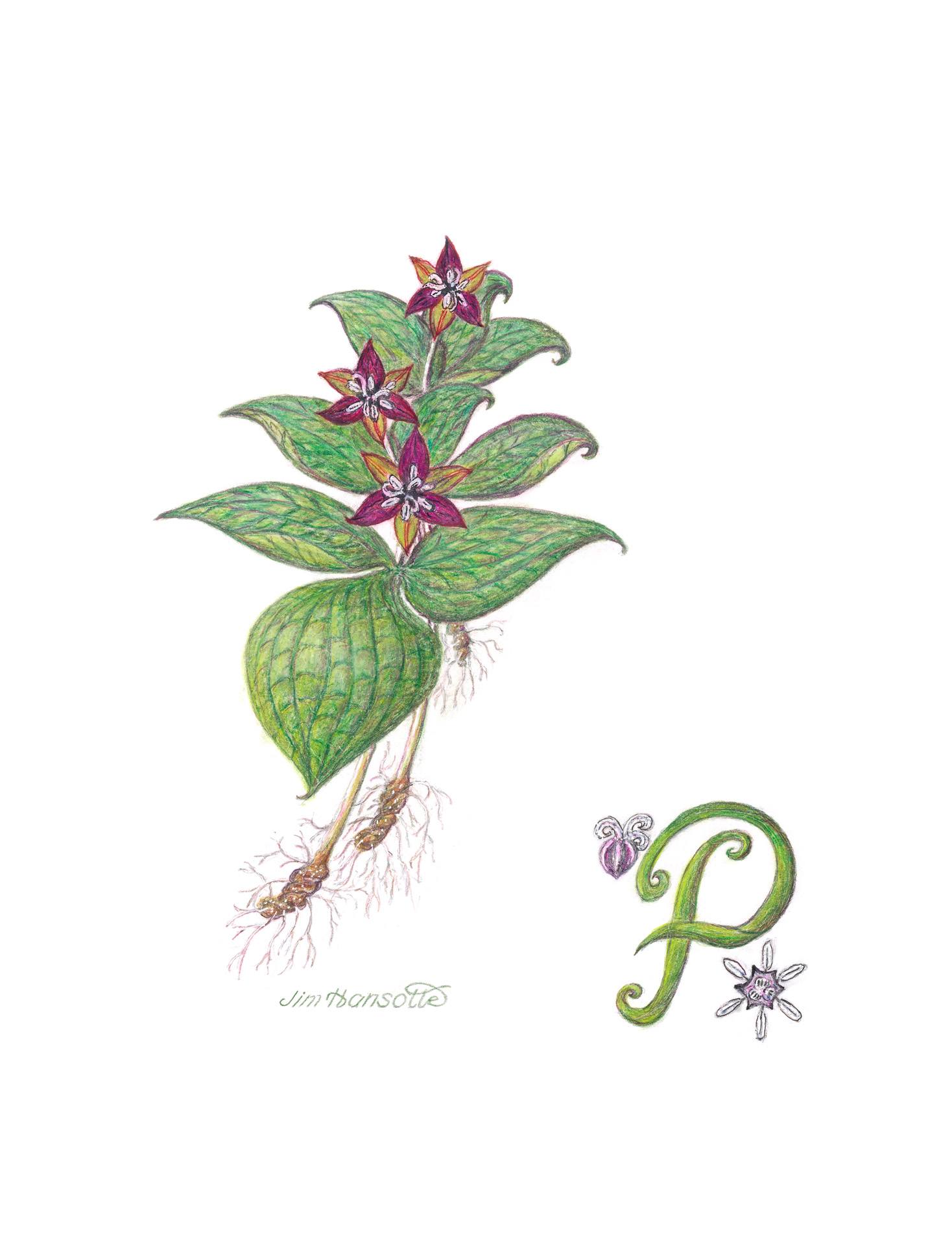 Purple trillium, Trillium erectum, Gicleè print of colored pencil and pen and ink by Jim Hansotte