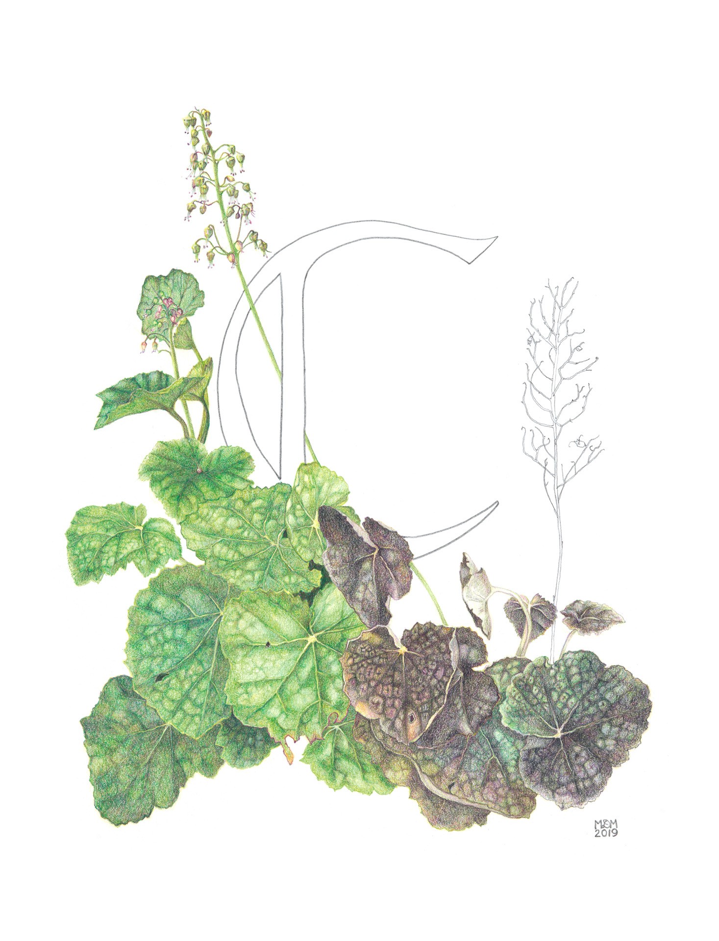 Coral bells, Heuchera  americana, Colored pencil by Marguerite Matz