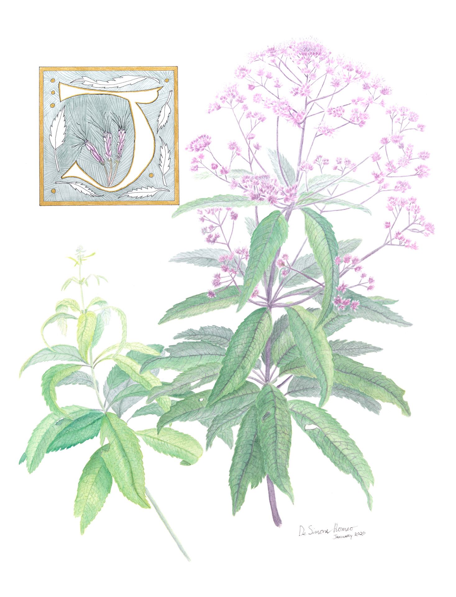 Joe-pye weed, Eutrochium fistulosum, Watercolor, ink and gouache by Pamela DeSimone Romeo