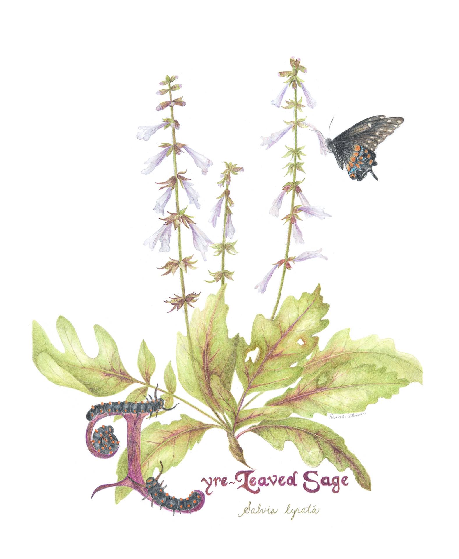 Lyre-leaved sage, Salvia lyrata, Colored pencil by Raana Flemm