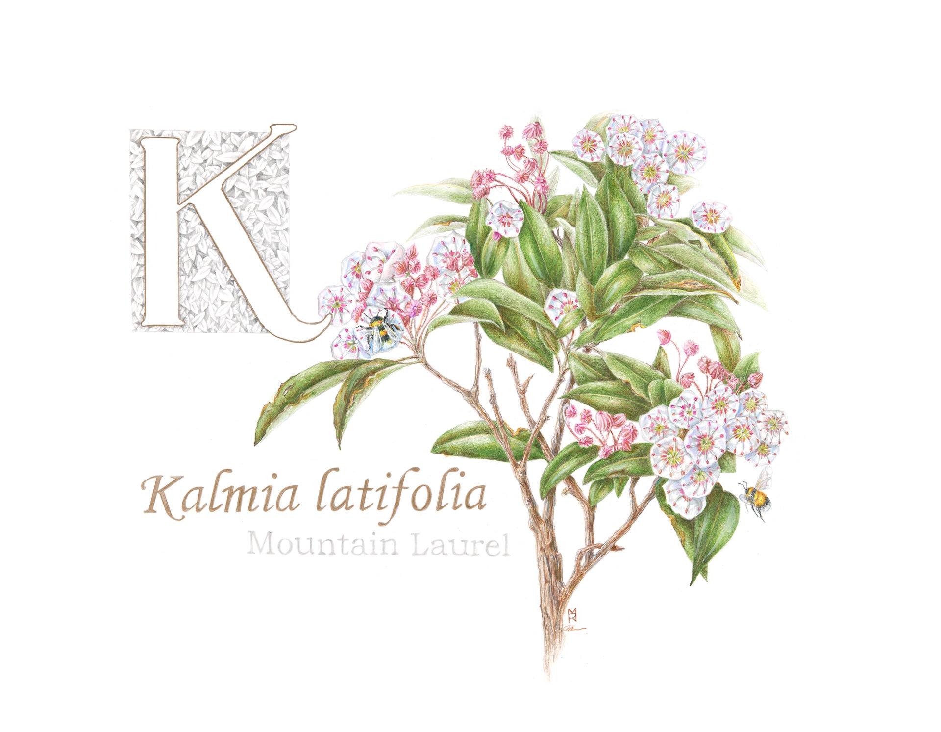 Kalmia latifolia, mountain laurel, Colored pencil and graphite by Robin Menard