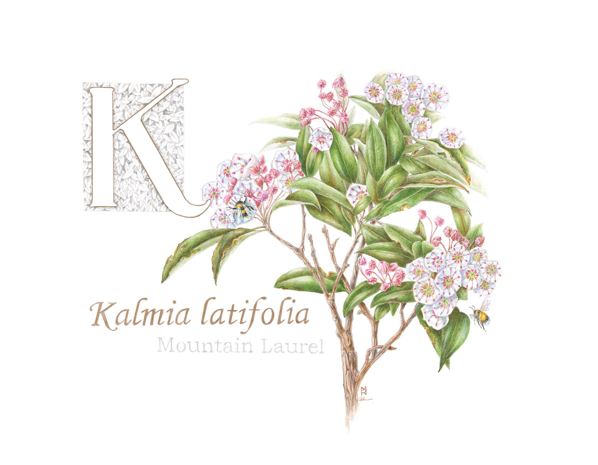 Kalmia latifolia, mountain laurel, Colored pencil and graphite by Robin Menard