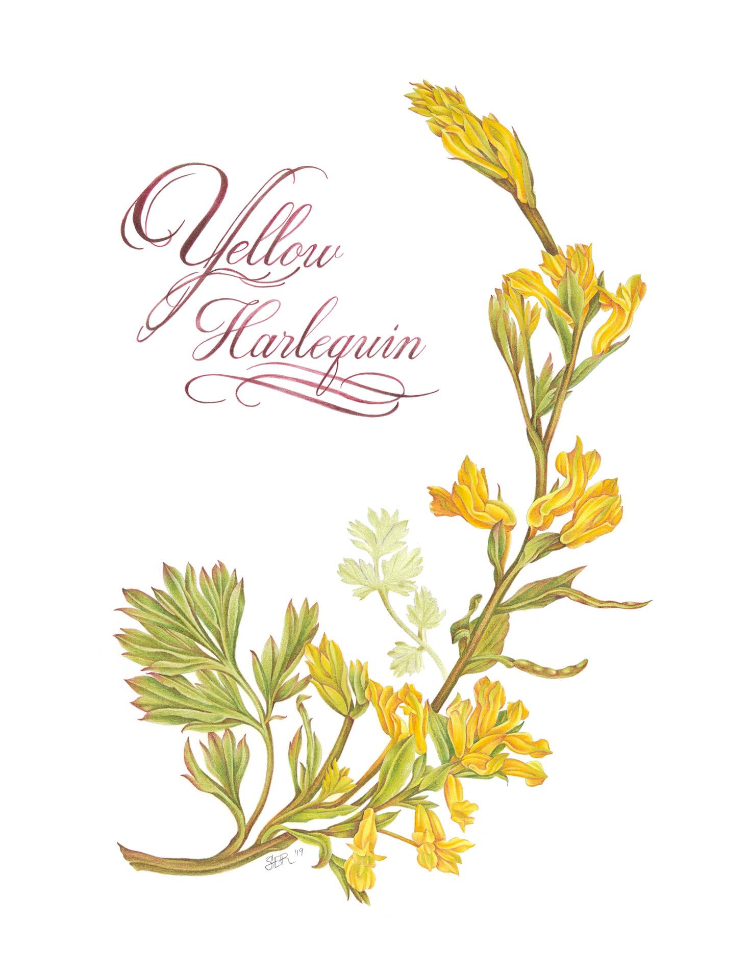 Yellow harlequin, Corydalis flavula, Colored pencil by Sara Eve Rivera