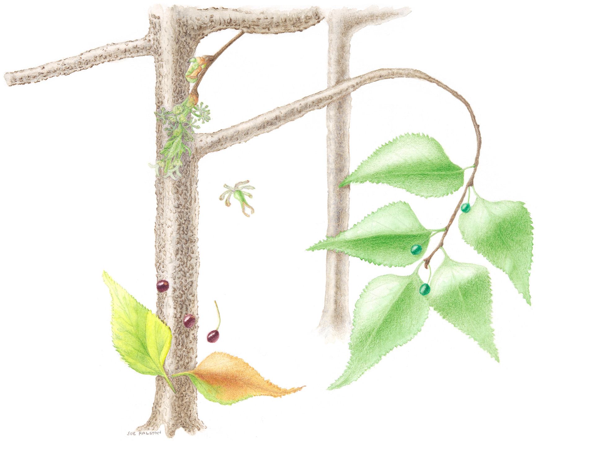 Hackberry, Celtis occidentalis, Giclèe print of colored pencil and watercolor by Sue Ralston