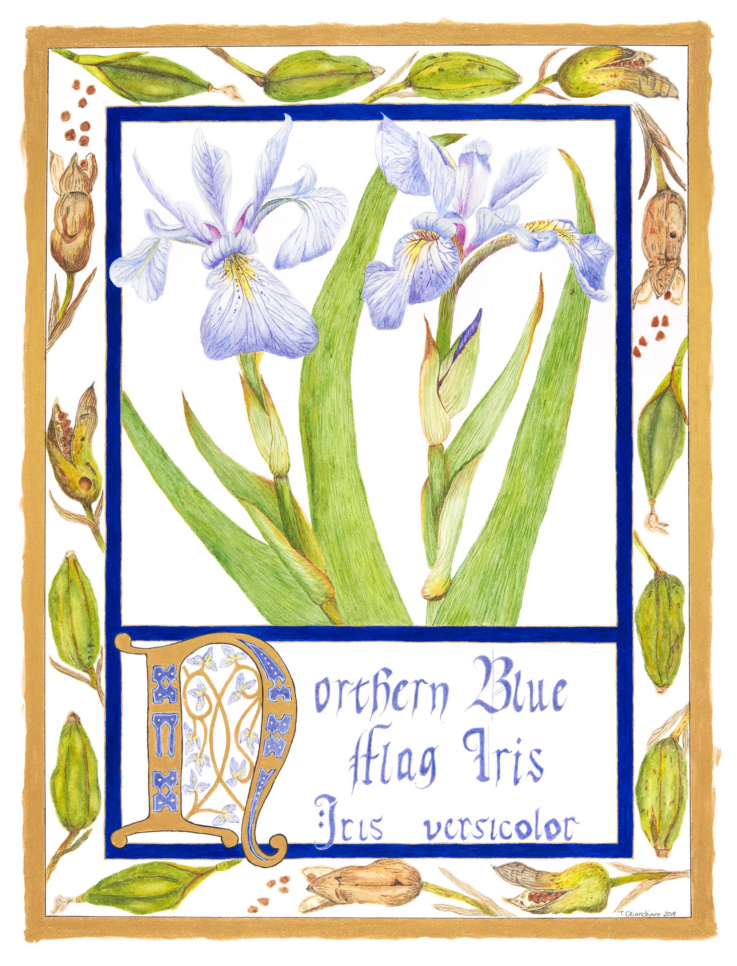 Northern blueflag, Iris versicolor Watercolor and egg tempera by Tena Chiarchiaro