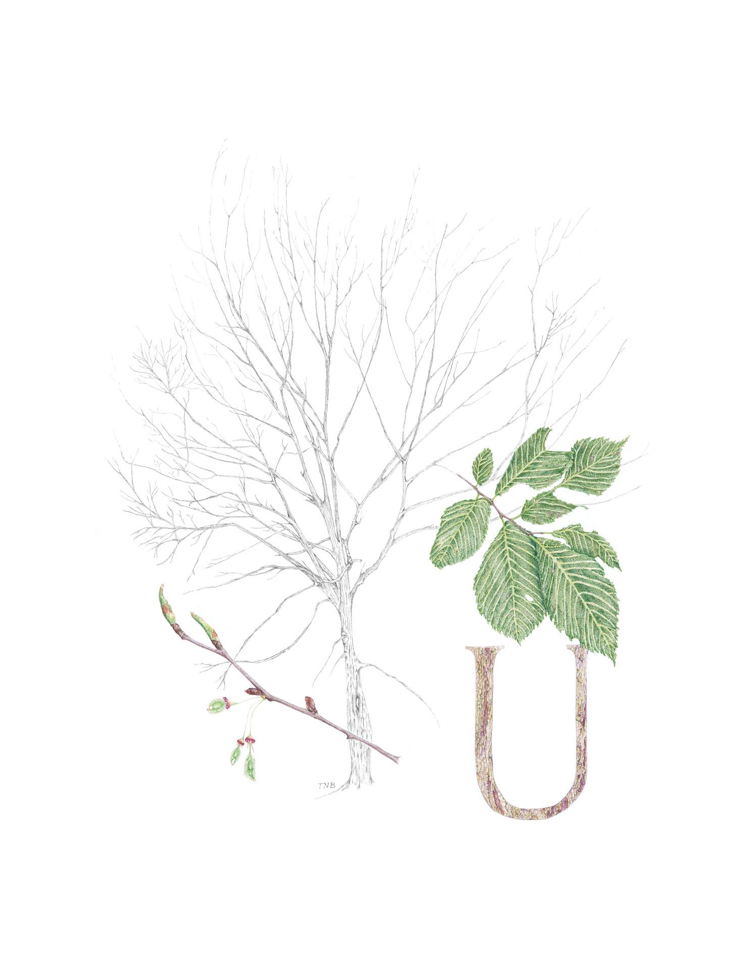 Ulmus americana, American elm, Colored pencil and graphite graphitint by Teresa Bradley