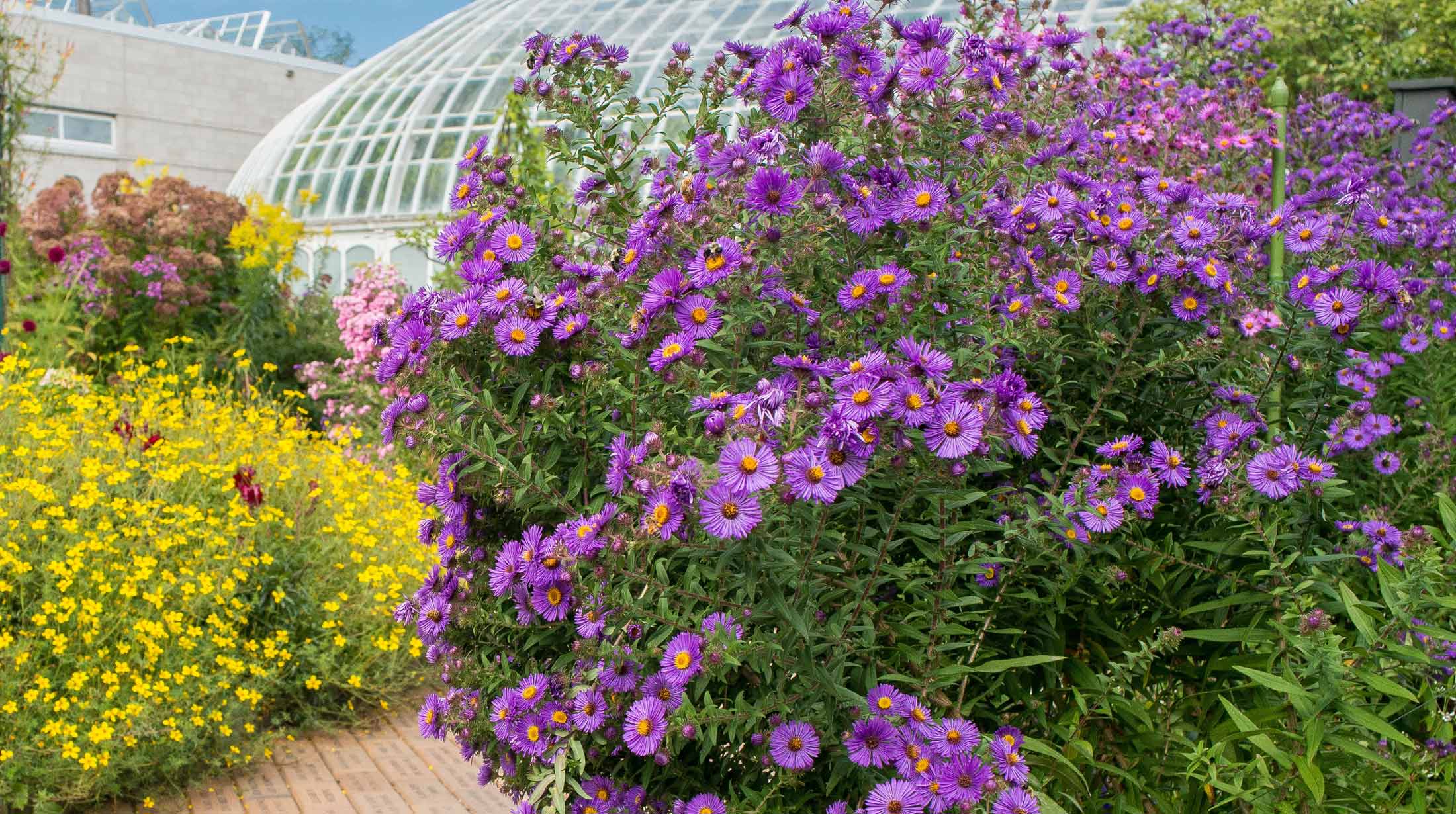 bioPGH: Forget-me-nots  Phipps Conservatory and Botanical Gardens