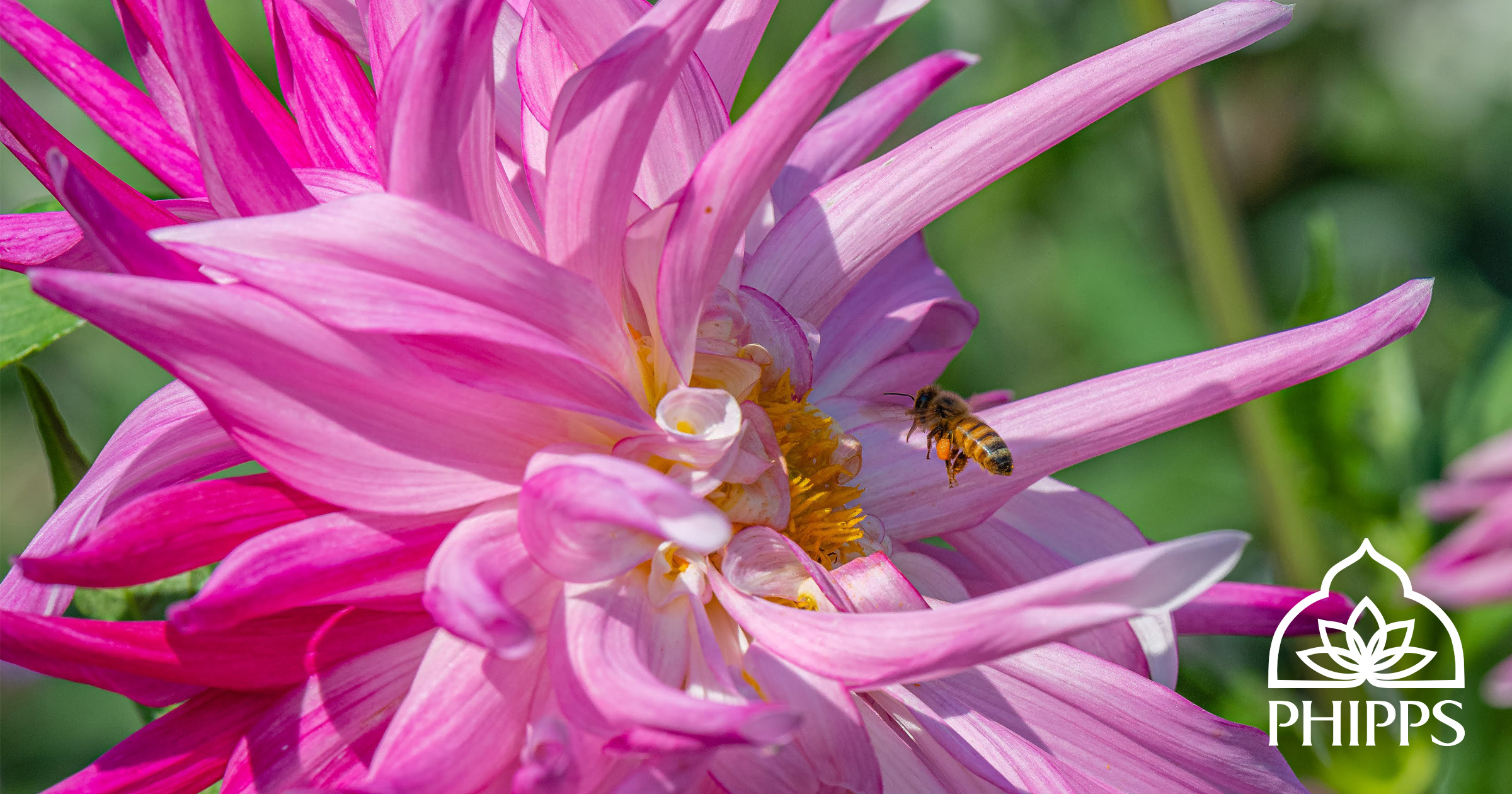 Phipps Conservatory Offers New Roster of Online Classes