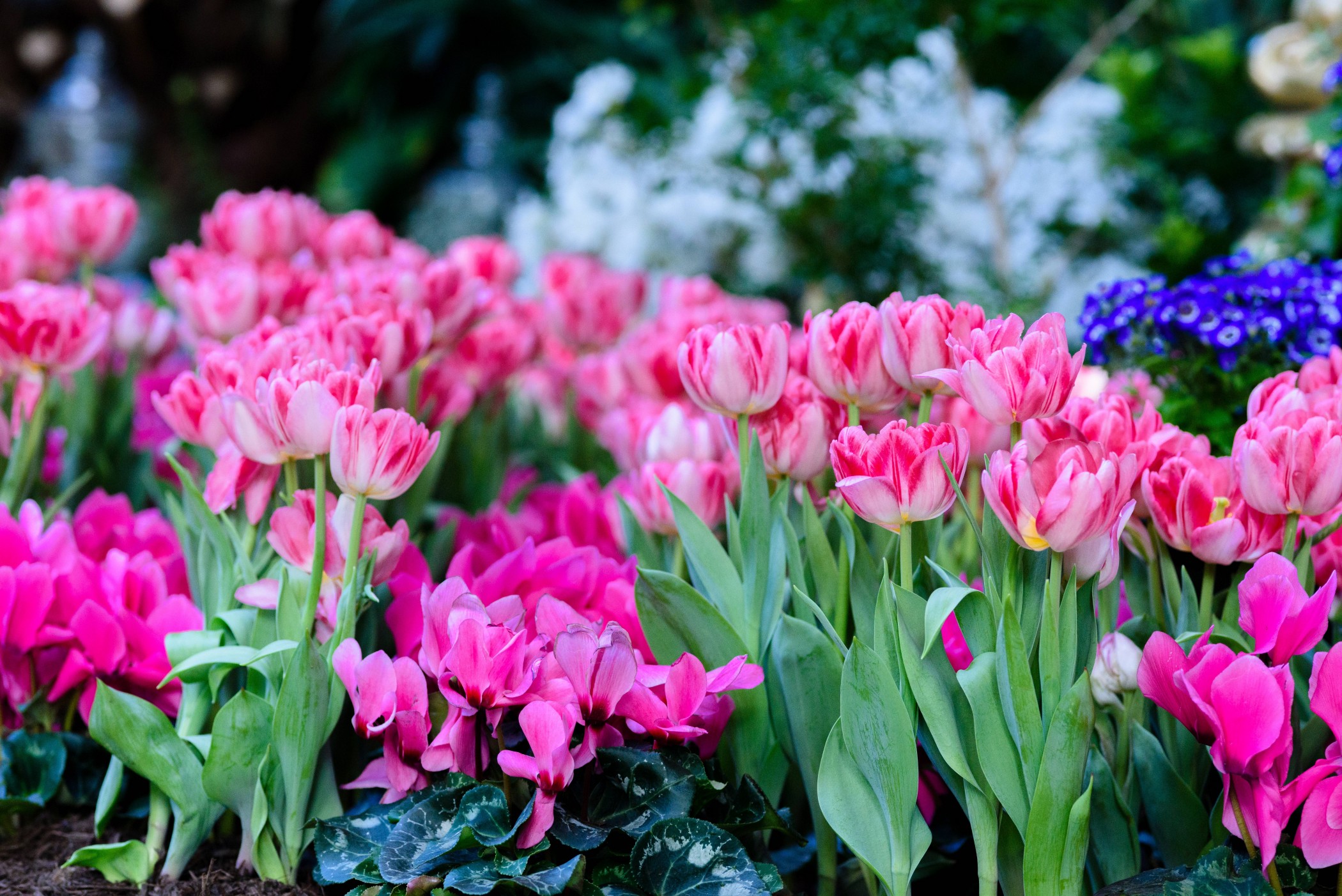 Spring Stock Photos And Images 123rf Spring Stock Photos And Images 123rf