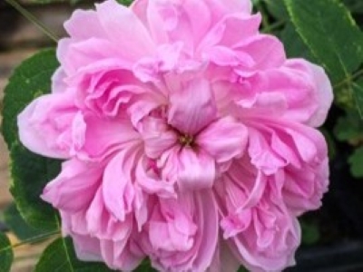 Photo credit: High Country Gardens