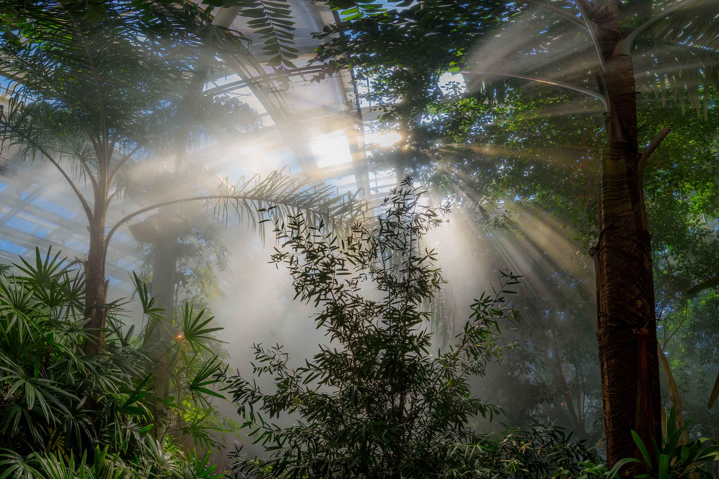 Tropical Forest Patio