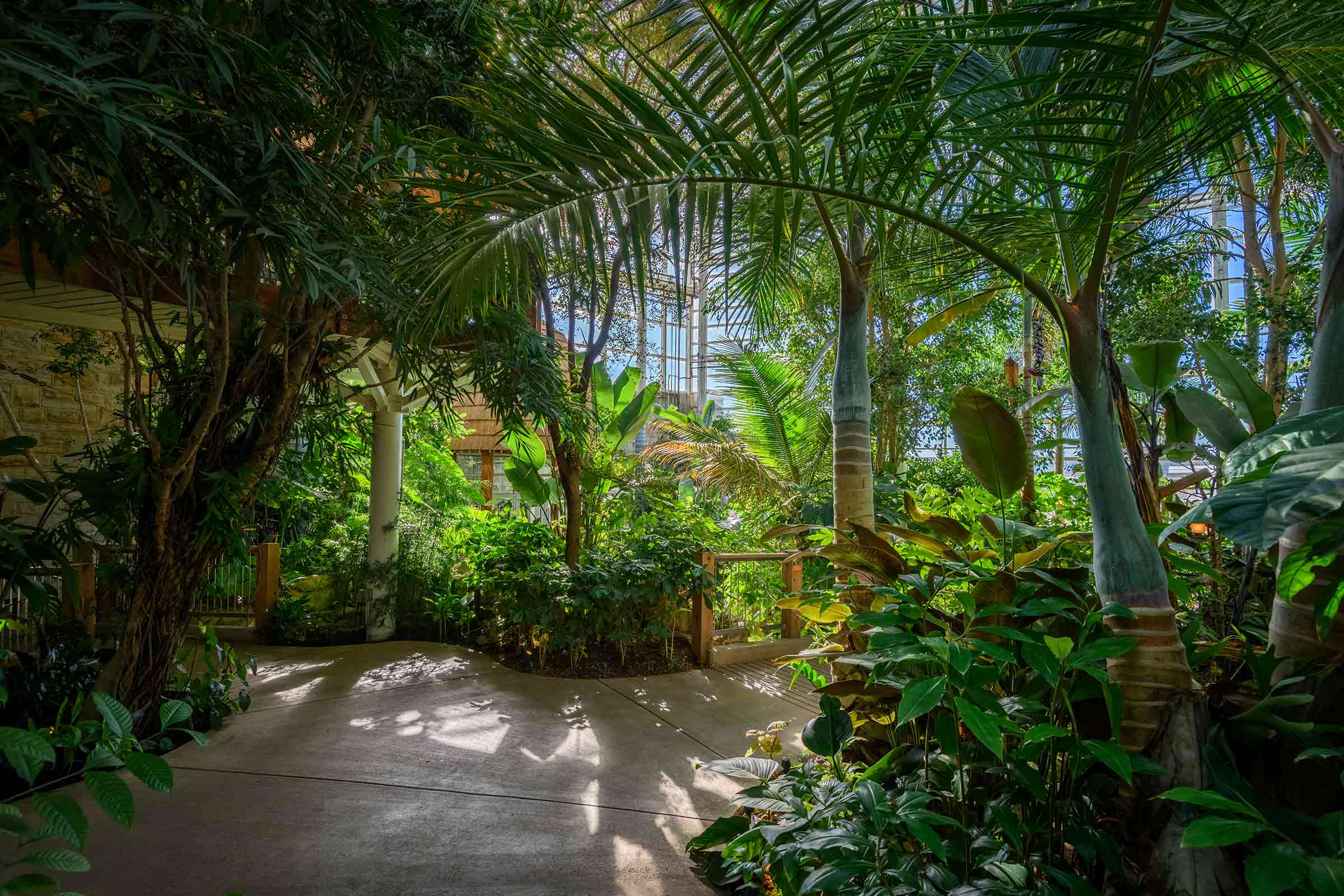 Tropical Forest Patio