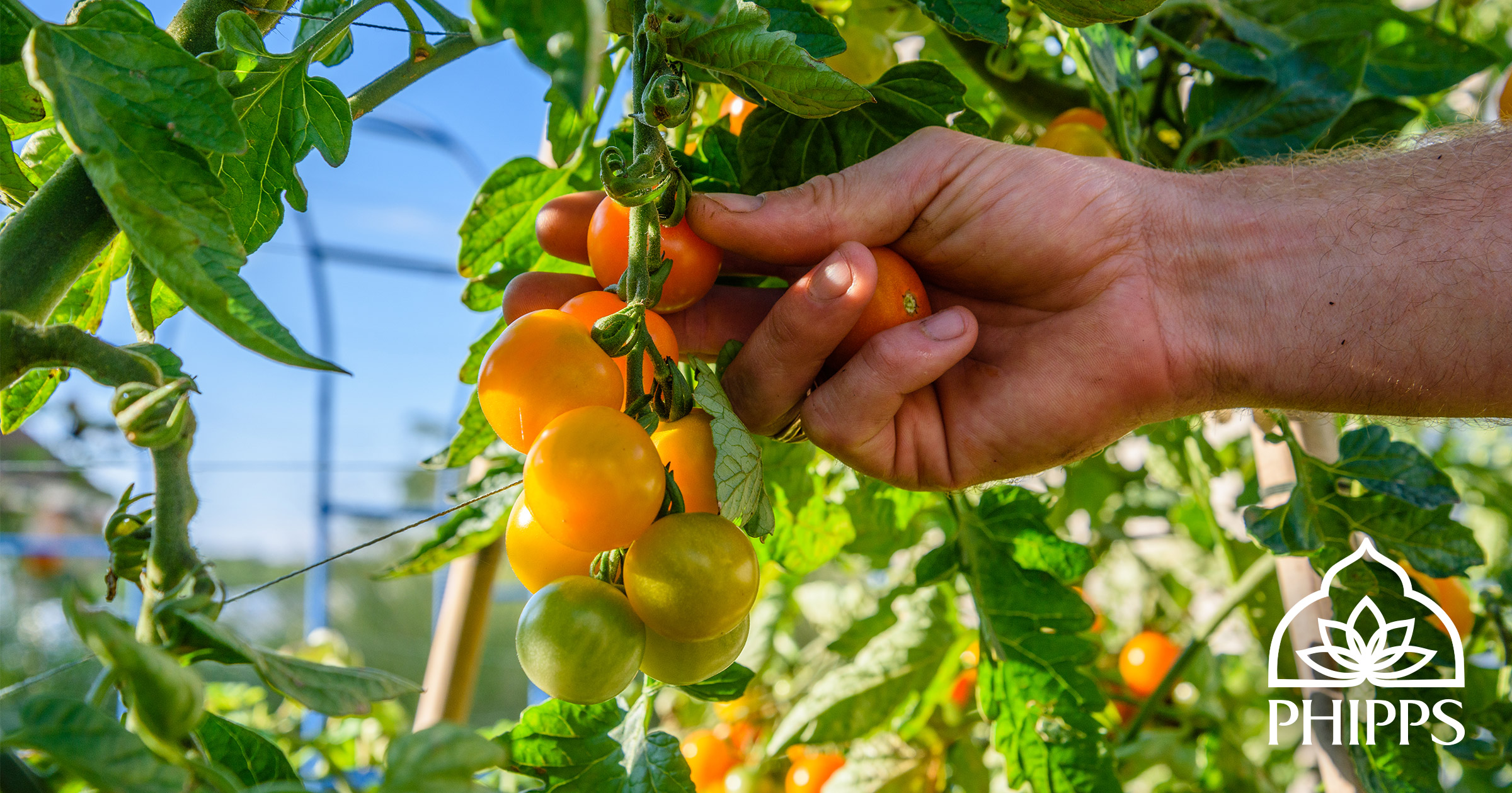 Phipps Conservatory Presents Virtual Tomato and Garlic Days 