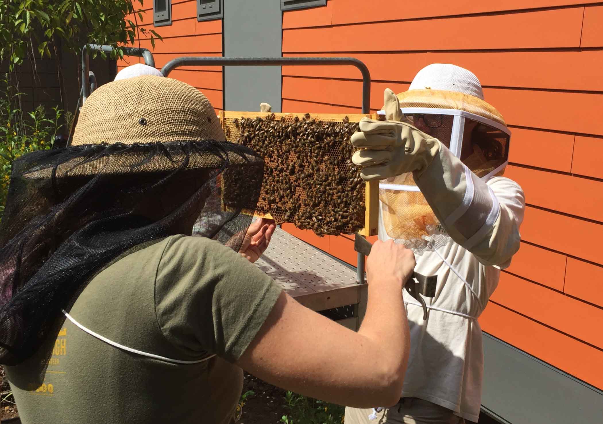 Phipps staff install the Observational Beehive in 2016.