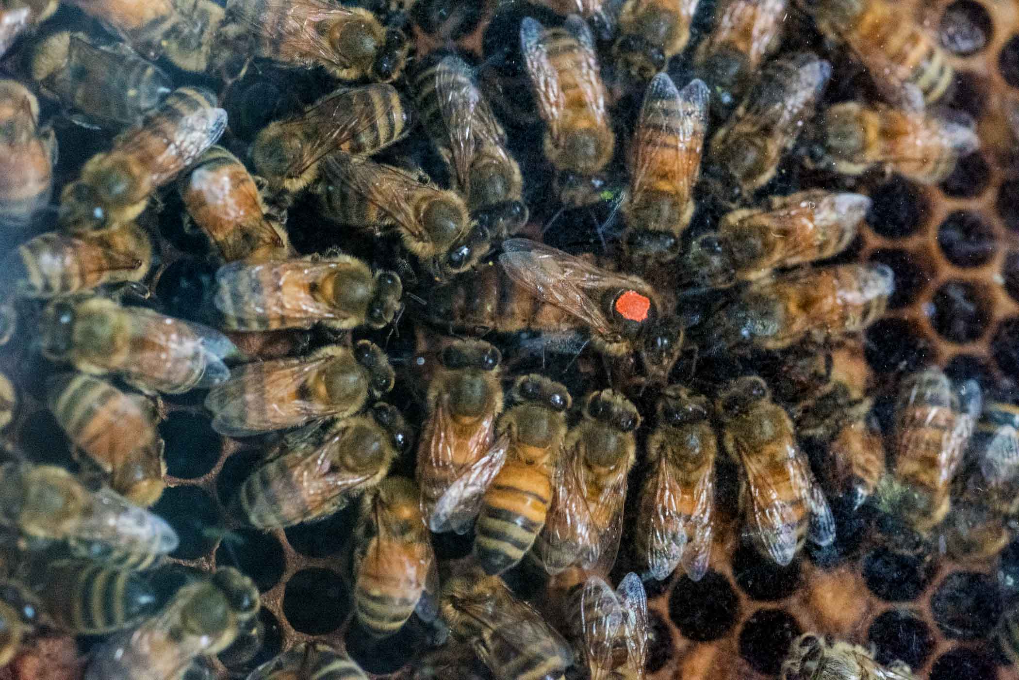 A queen bee in the hive.