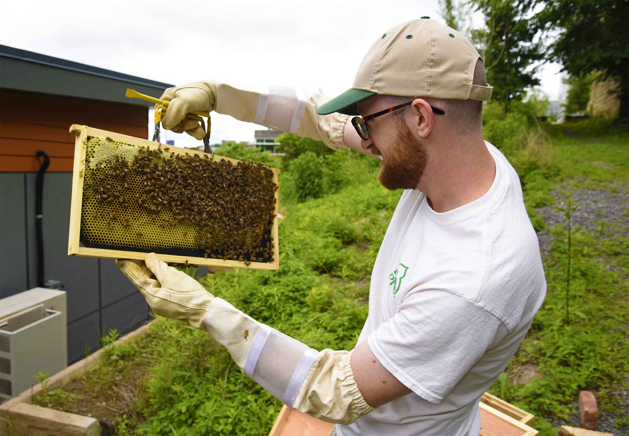 A Phipps staff member observes the outdoor beehive.