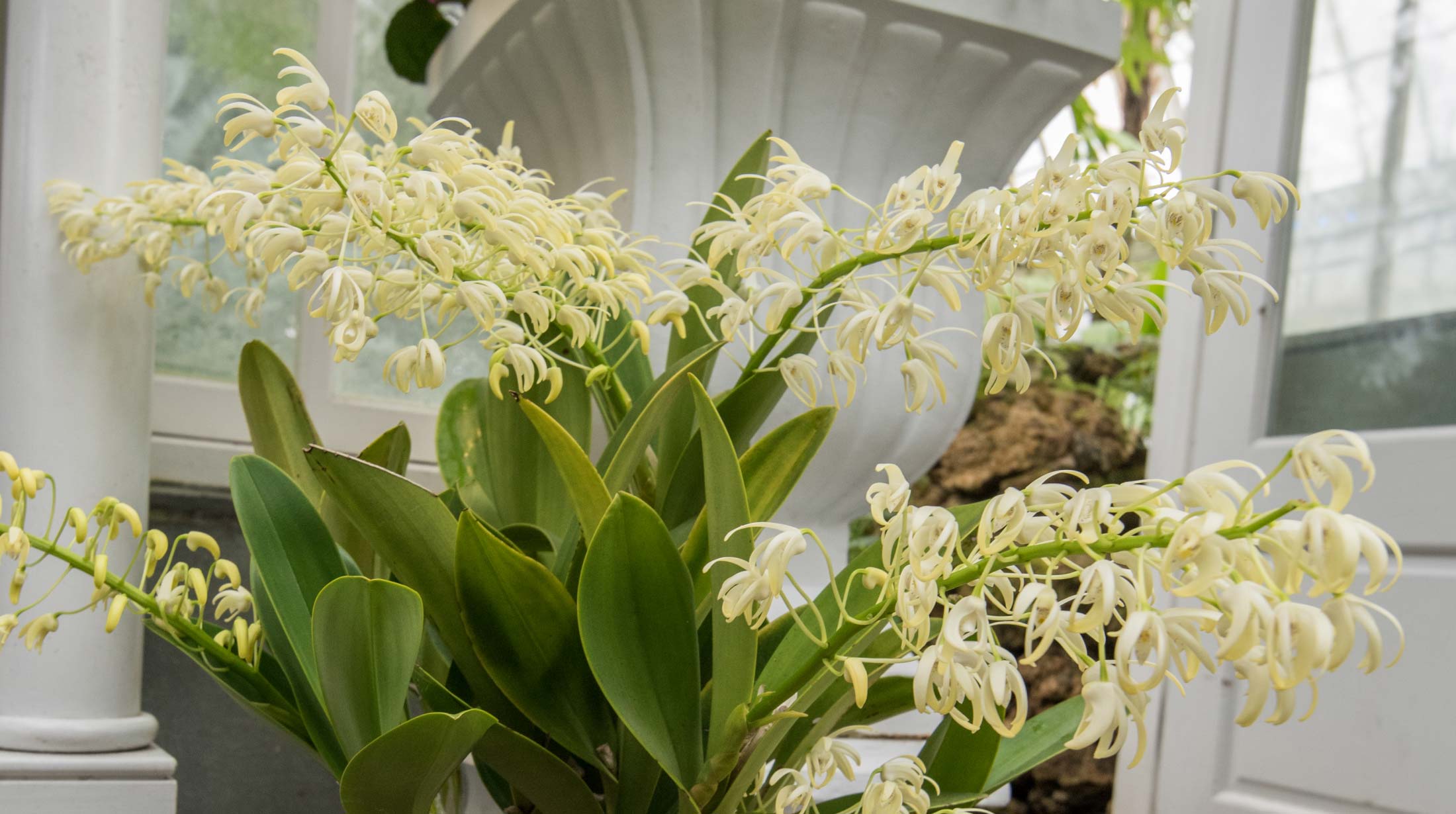 Dendrobium speciosum