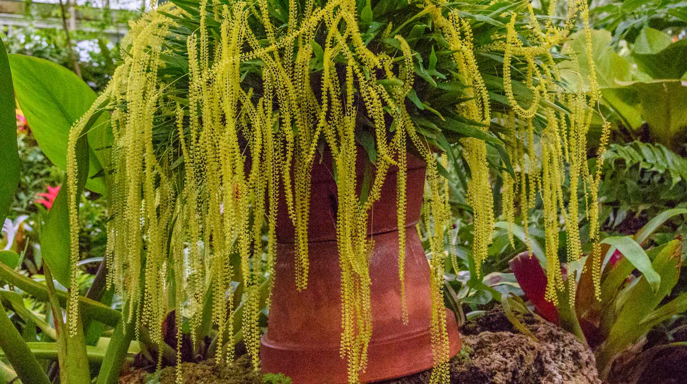 Dendrochilum orchids