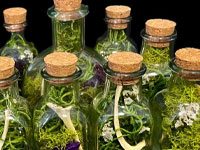 Botanical Art and Illustration