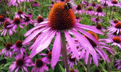 Native Plant Restoration Projects