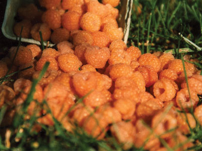 Sand Hill Berries