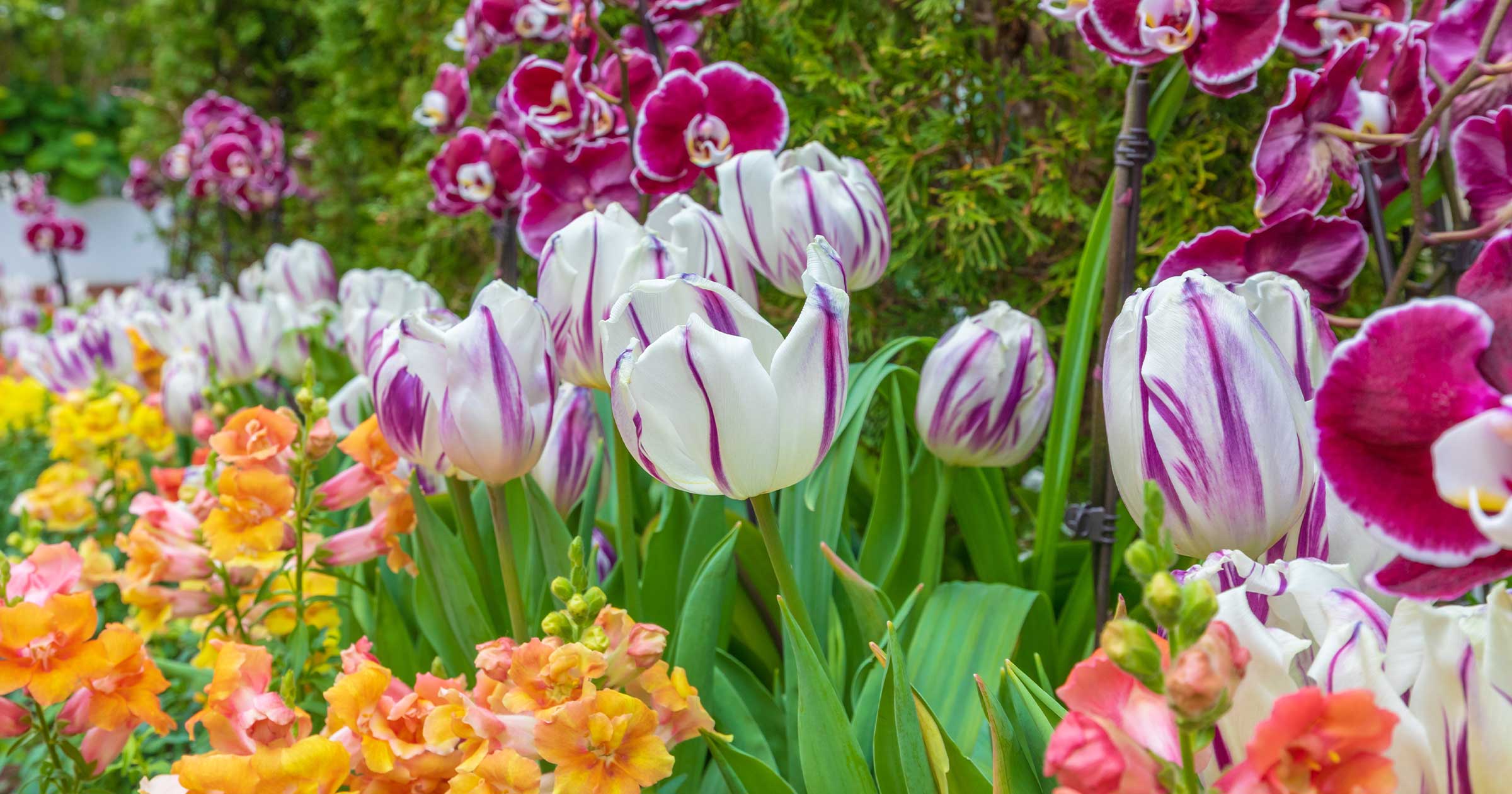 Spring Flower Show Sunshine and Rainbows Phipps Conservatory and