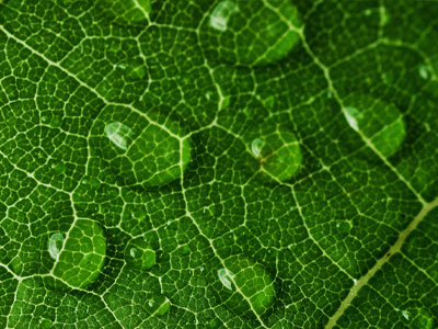 Botanical Art and Illustration Botanical Art and Illustration