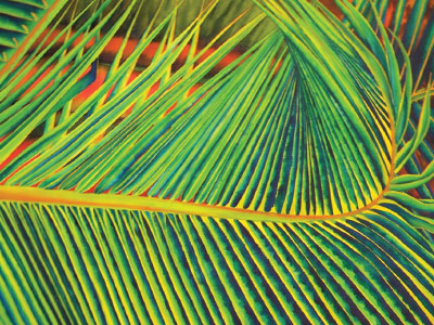 Palm Watercolor done by Lisa Rasmussen