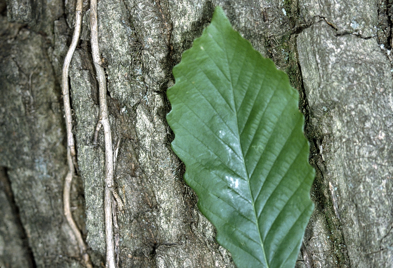 Chestnut Oak перевод