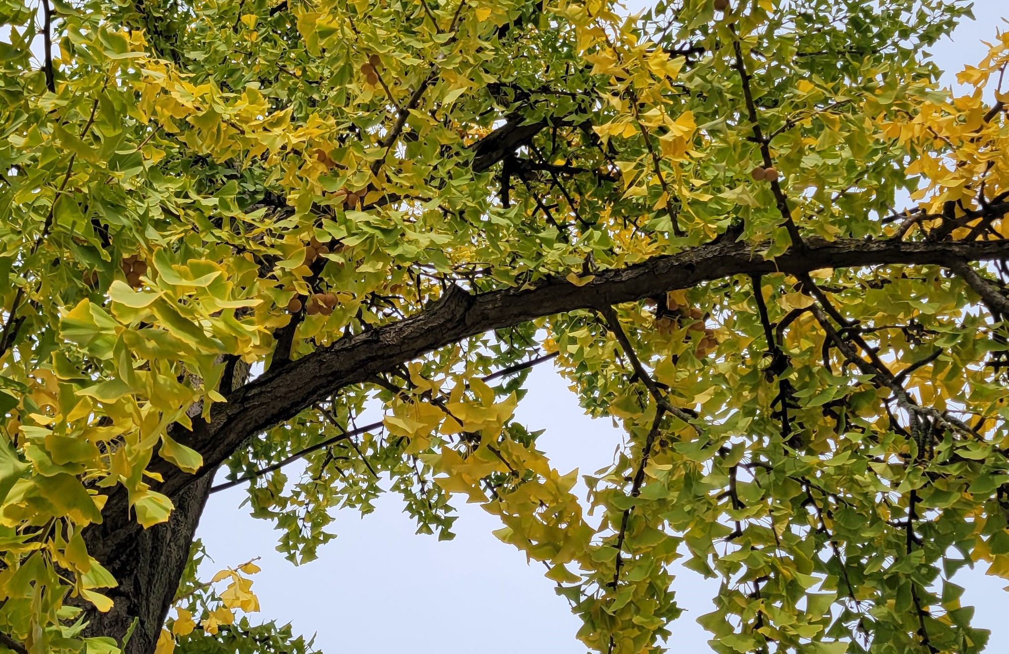 The Female Ginkgo Tree's Acrid Smell of Success - The New York Times
