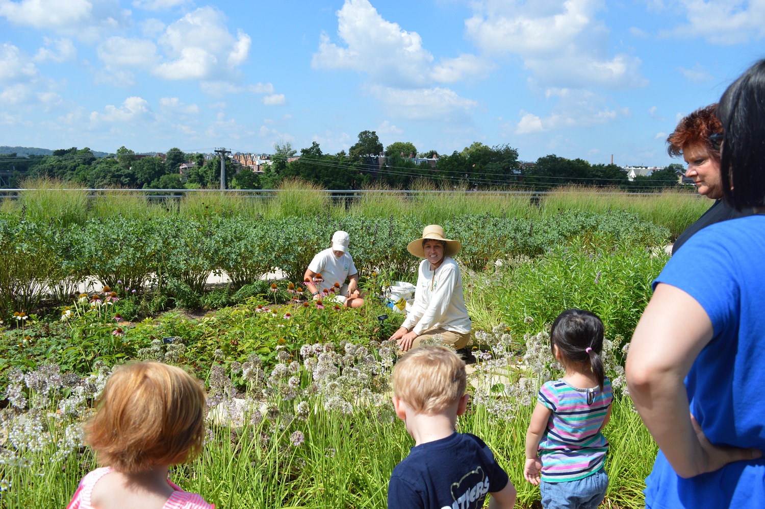 Green Roof