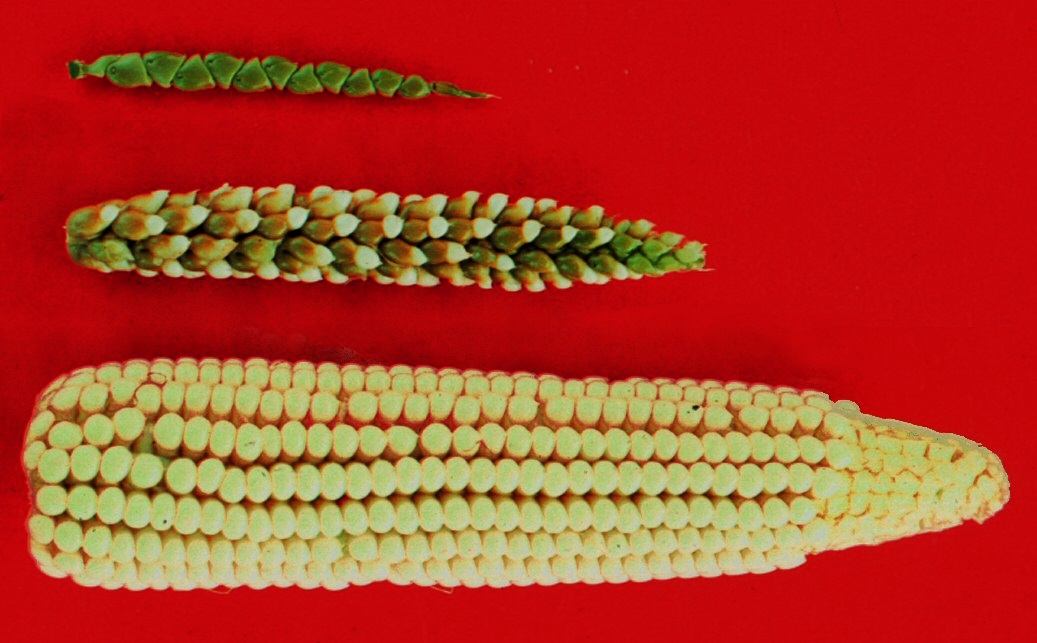#bioPGH Blog: Corn on the Blog | Phipps Conservatory and Botanical