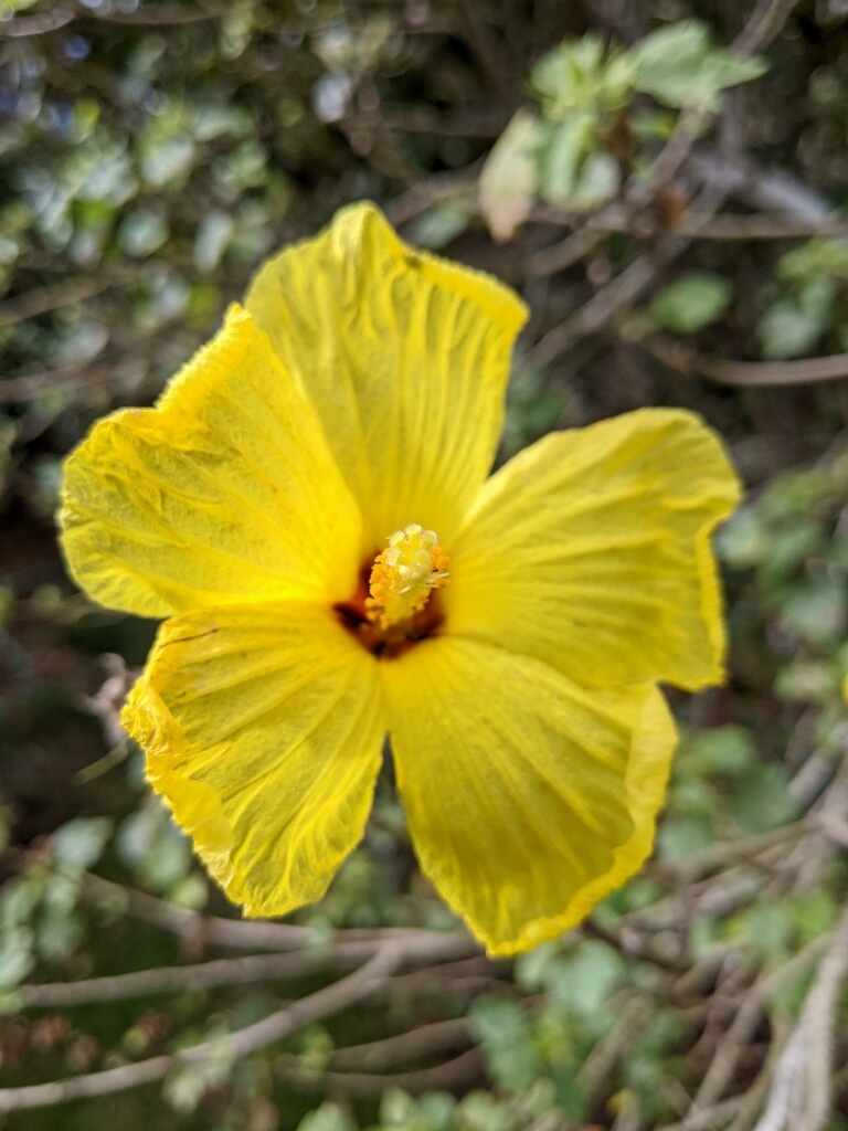 Tropical Forest Hawaii Trip