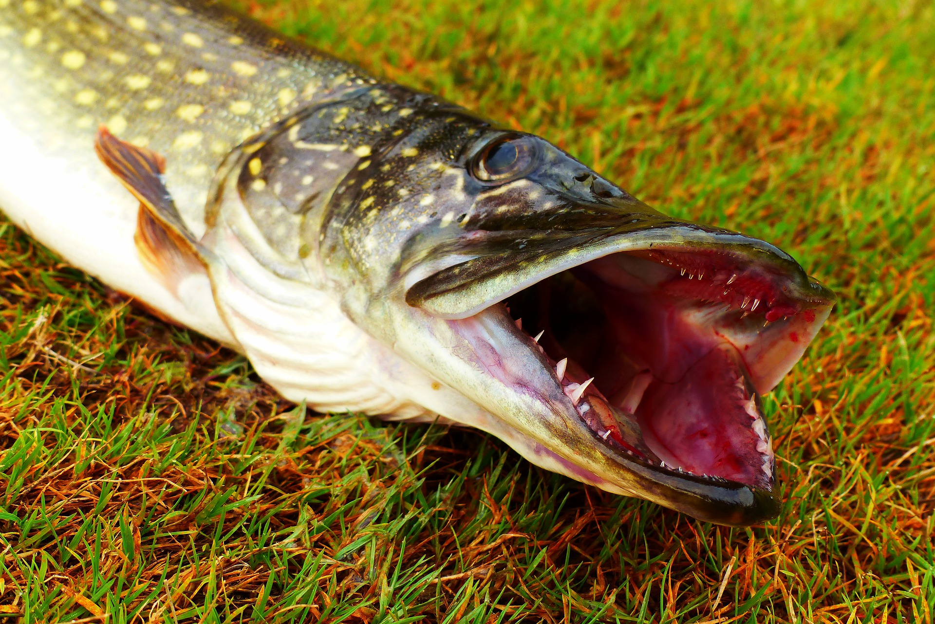 bioPGH Blog Nostalgia And The Northern Pike Phipps Conservatory And bioPGH Blog Nostalgia And The Northern Pike Phipps Conservatory And