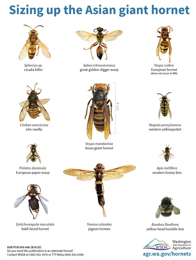  bioPGH Special Update Asian Giant Hornet Phipps Conservatory And 