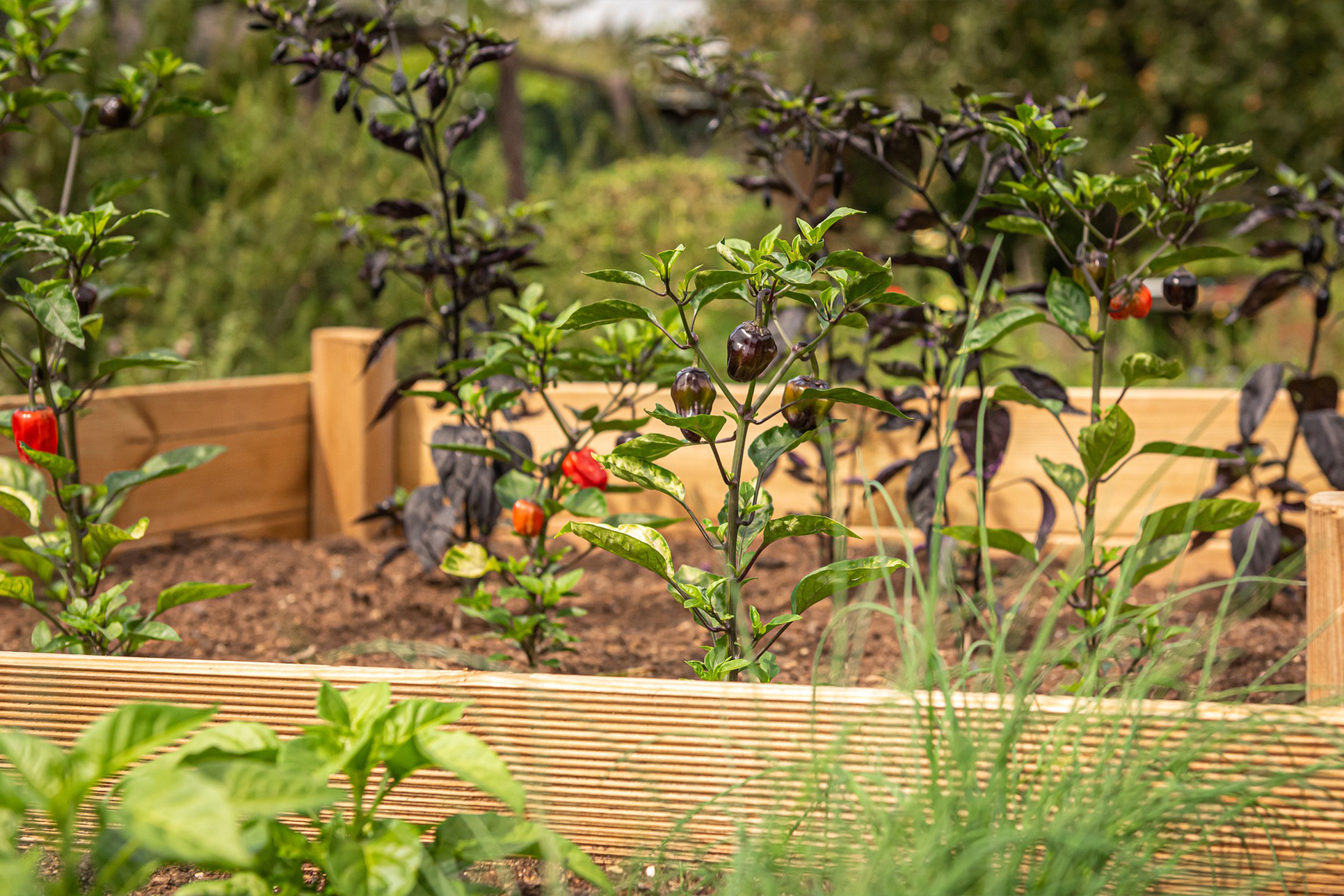 photo of raised bed vegetable garden