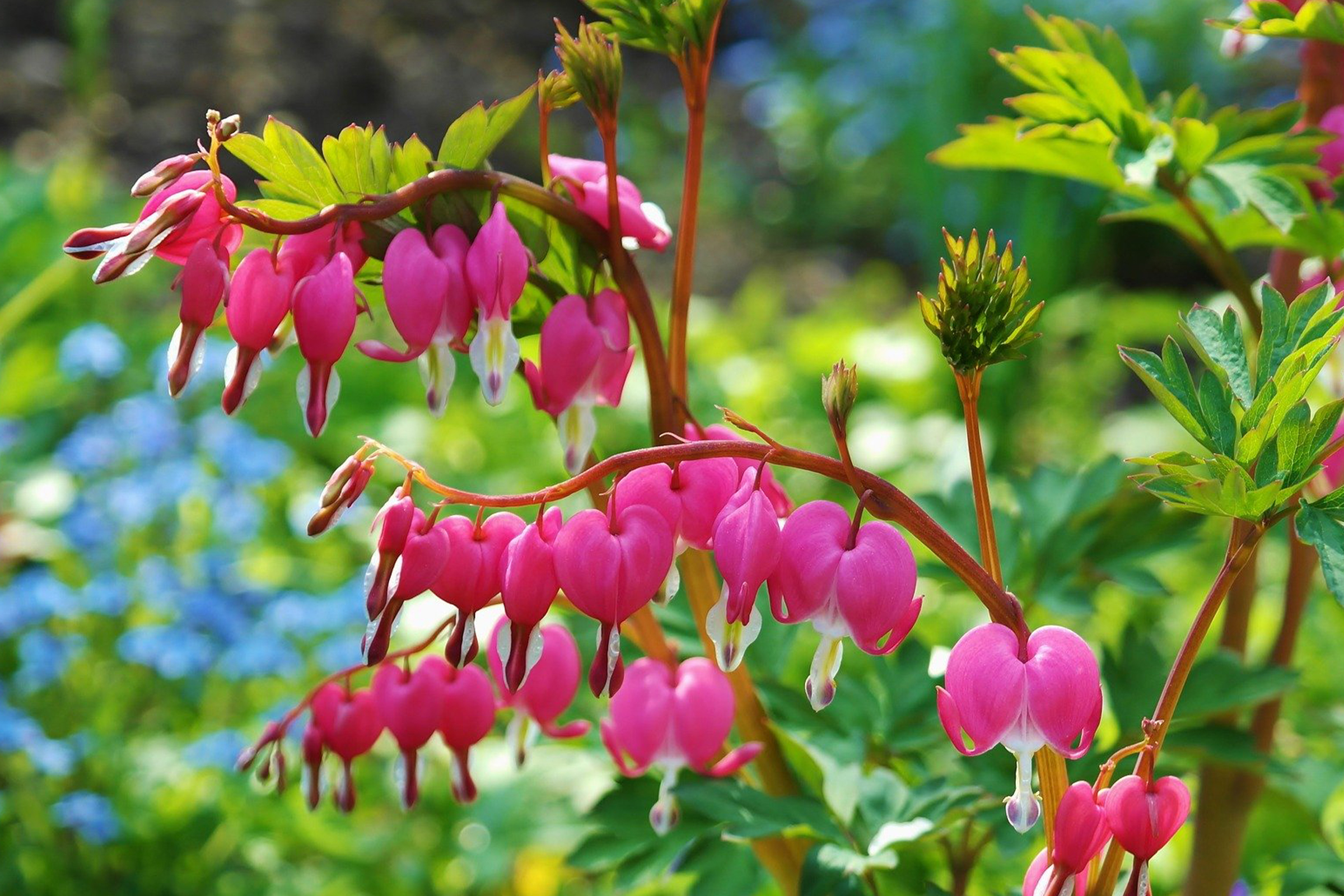 bleeding hearts