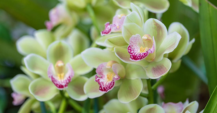 This Week at Phipps: March 4 – 10 This Week at Phipps: March 4 – 10
